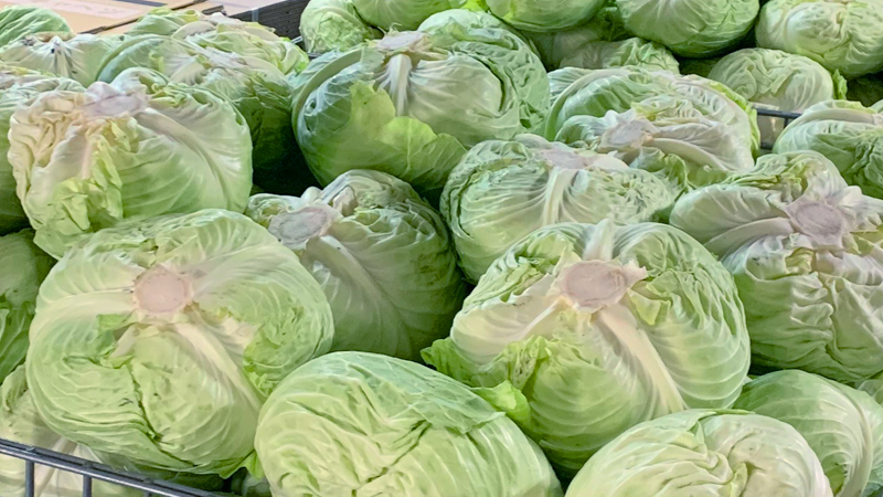 大崎農園のキャベツ