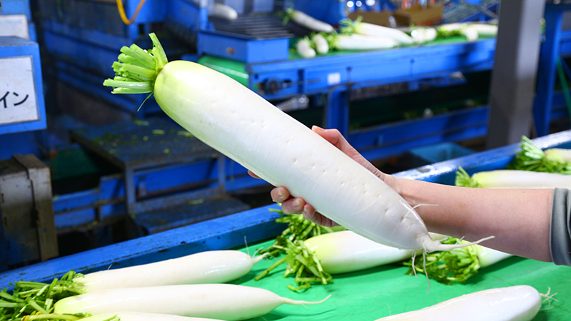大崎農園の大根