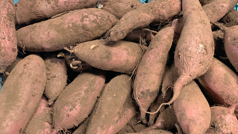大崎農園のサツマイモ