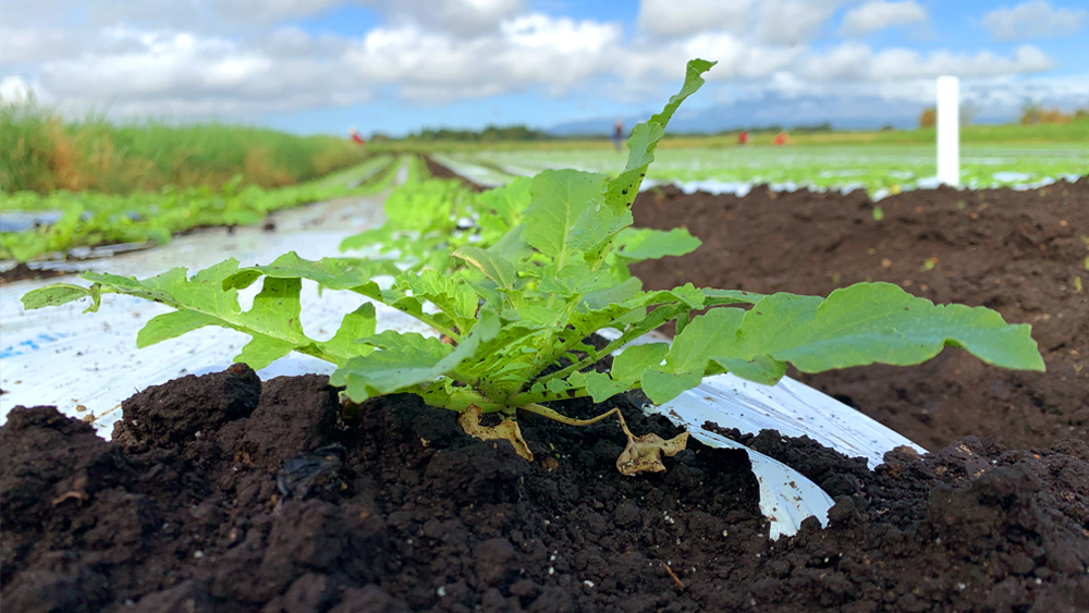 大崎農園の土づくり